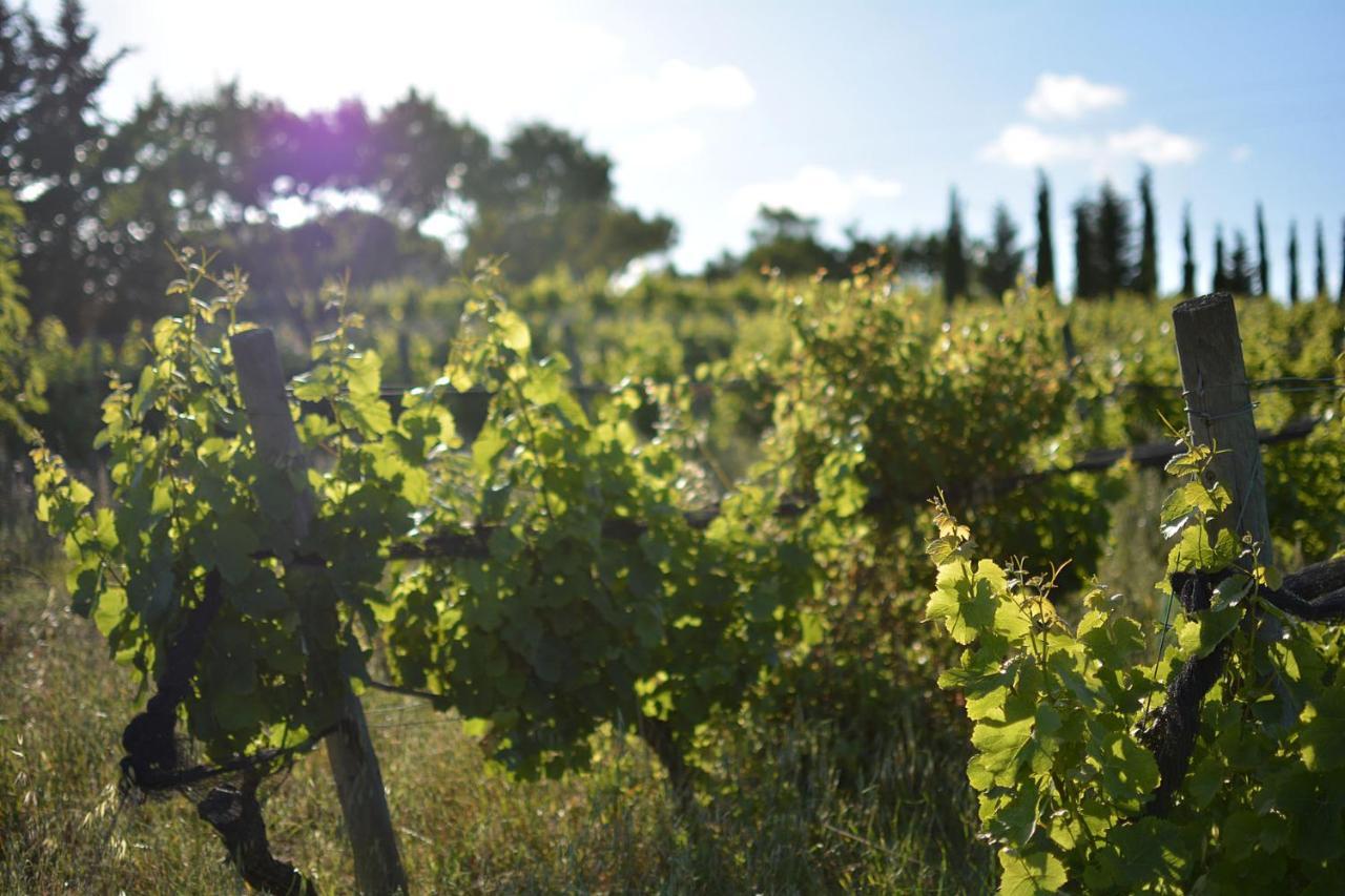 Casas Na Vinha - Monte Da Casteleja, Wine Estate - Eco Turismo Rural Лагуш Екстер'єр фото